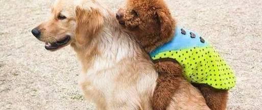 如何缓解贵宾犬抑郁症状？（一份详尽的抑郁贵宾犬护理指南）