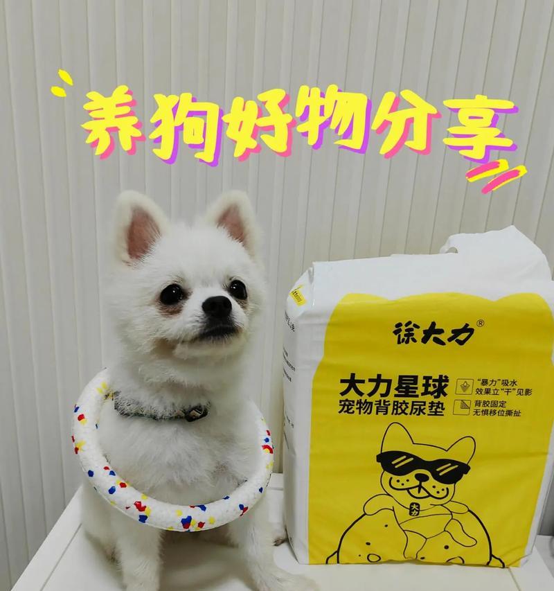 如何挑选健康活泼的小狗（以宠物为主，你需要了解的小知识）