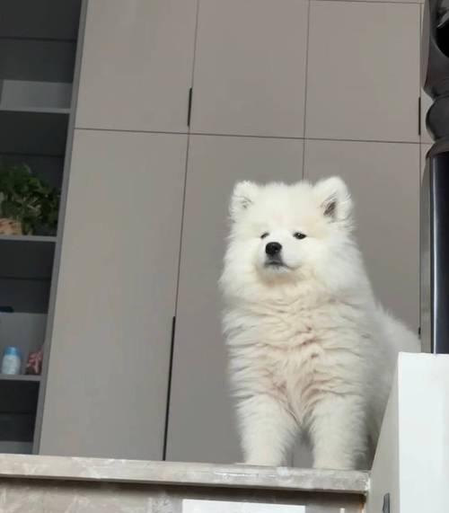探秘萨摩耶狗狗成长的时间（宠物狗狗成长时间的关键因素分析）