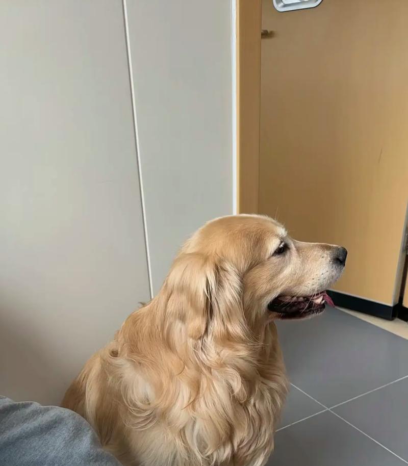 如何科学洗金毛犬的澡（金毛洗澡的正确频率及注意事项）