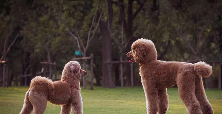贵宾犬一年生几次？（探究贵宾犬生育周期与健康饲养。）
