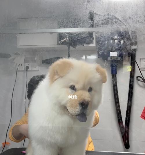 如何正确给松狮洗澡（宠物美容的必要性与注意事项）
