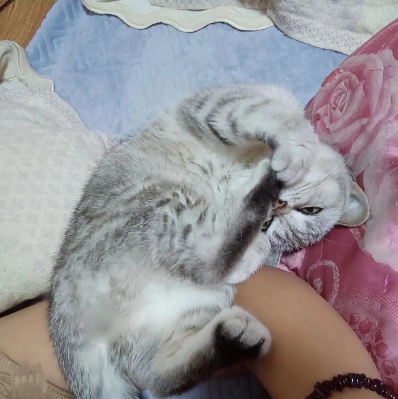 猫咪的8种害怕表现（探究猫咪害怕的原因及应对方法）