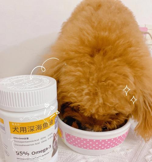 提高泰迪宠物毛发量的方法（教你如何让泰迪毛发更加浓密）