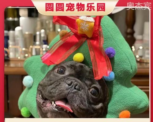 《以法斗幼犬的基本喂养教程》（宠物爱好者必读，让你的小狗健康成长！）