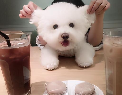 以比熊可以吃猪肝吗？——科学解析（探究比熊是否适合食用猪肝，帮助宠物主人更好地喂养宠物）