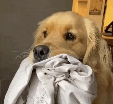 纠正金毛犬的六大坏习惯（让你的金毛宠物变得更听话）