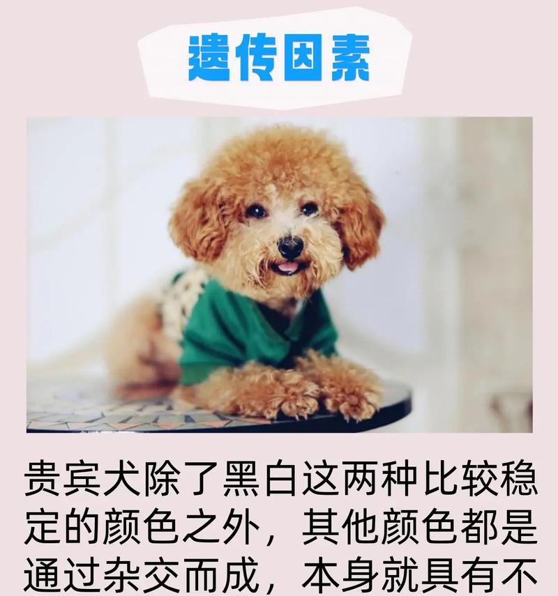 如何科学饲养贵宾犬？（贵宾犬的健康与幸福）