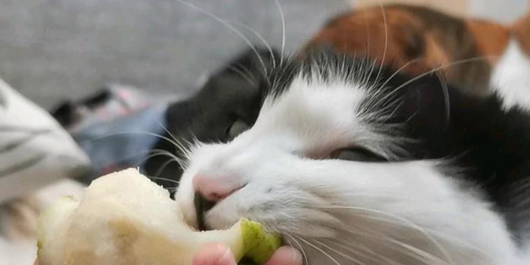 宠物小猫的健康饮食指南（探究小猫的水果饮食习惯及营养价值）