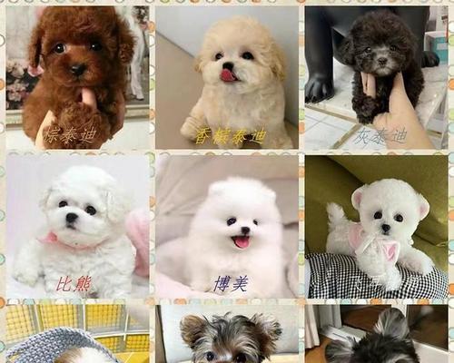 如何增强泰迪犬体质（提升宠物健康，从泰迪犬体质开始）