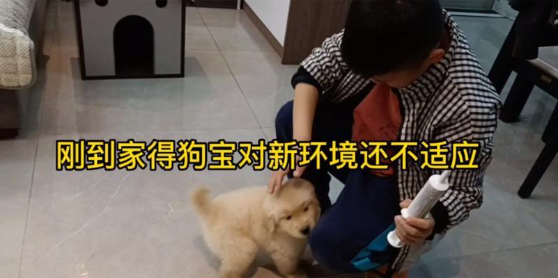 新生狗狗到家注意事项（宠物初体验，打造温馨家庭）
