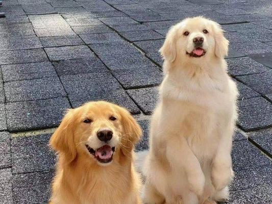 金毛犬的成长与需求（不同时期的金毛犬需要哪些关爱？）