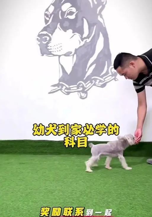 如何让狗狗记住自己的名字（让你的宠物从现在开始听话）