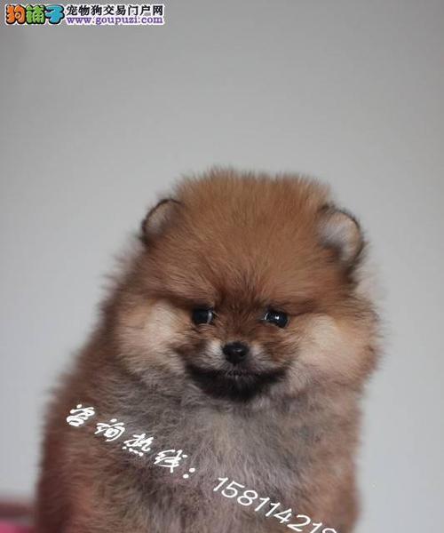 从繁殖到宠物，探讨博美犬的魅力（了解博美犬的特点与繁殖方式，打造优秀宠物）