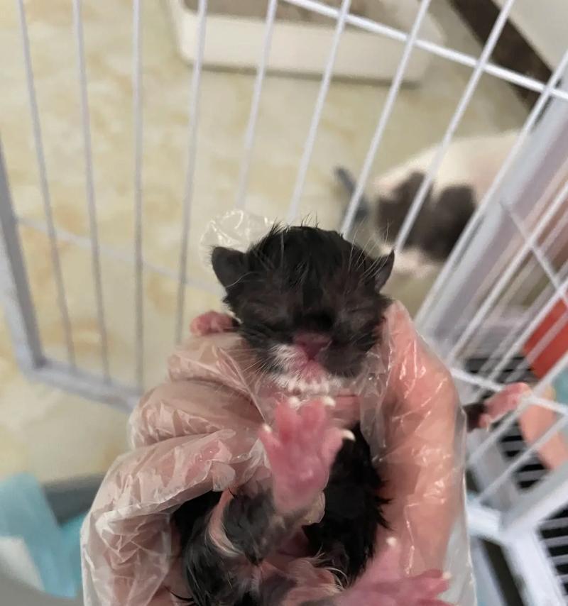 如何正确喂养刚出生的小猫（从宠物视角出发，让您的小猫茁壮成长）