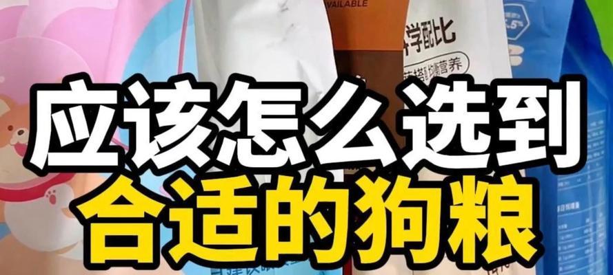 如何挑选一只优秀的小狗？（宠物饲主必看，小狗选购指南）