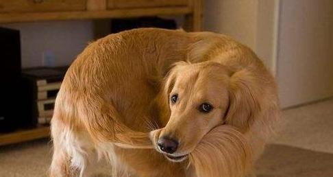 如何科学饲养金毛犬？（掌握这些关键技巧，让你的金毛犬健康快乐成长）