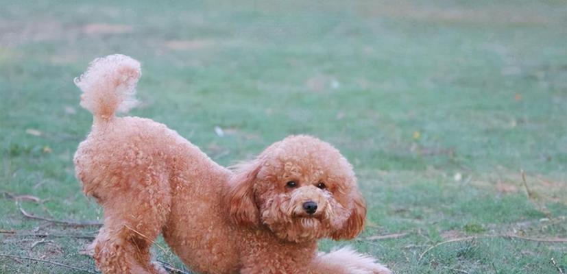 打造健康快乐的贵宾犬生活（打造健康快乐的贵宾犬生活）