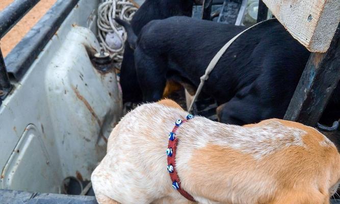 格陵兰犬的饲养指南（如何成为一名优秀的格陵兰犬主人？）