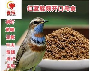 红靛颏儿的饲养方法（打造舒适家园，让红靛颏儿健康快乐成长）