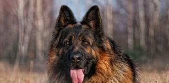 德国牧羊犬的饲养技巧（如何做好德国牧羊犬的喂养、训练和健康管理？）