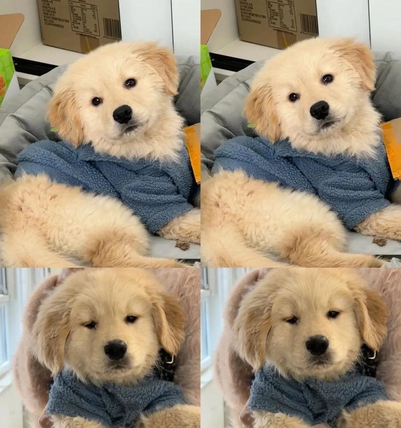 金毛犬的饲养方法（打造健康活泼的金毛伙伴）