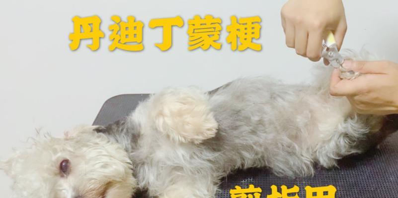 丹迪丁蒙梗的饲养指南（如何让你的丹迪丁蒙梗健康快乐成长）