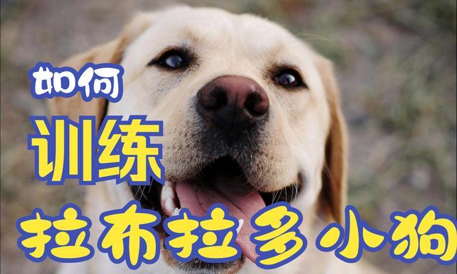 拉布拉多猎犬的饲养方法（掌握这些方法让你的拉布拉多更健康快乐）