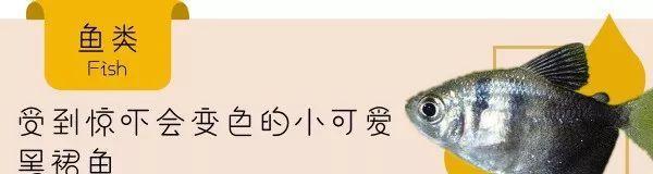 如何科学饲养黑裙鱼（从水质控制到饮食安排，全面解析黑裙鱼养殖技巧）