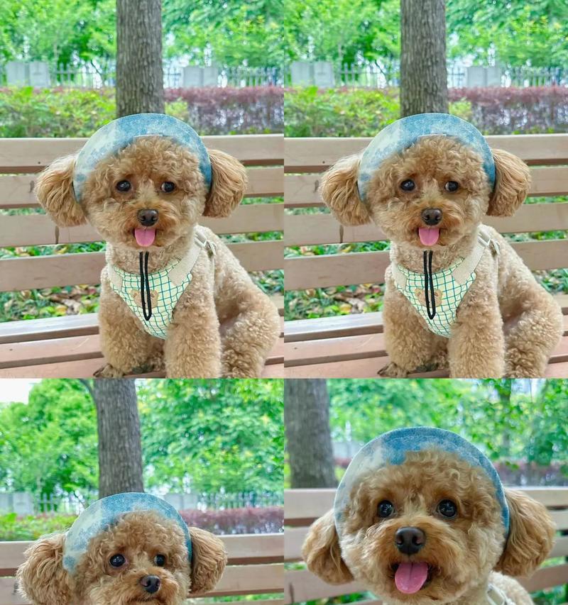 贵宾犬的饲养方法（打造快乐健康的宠物生活）