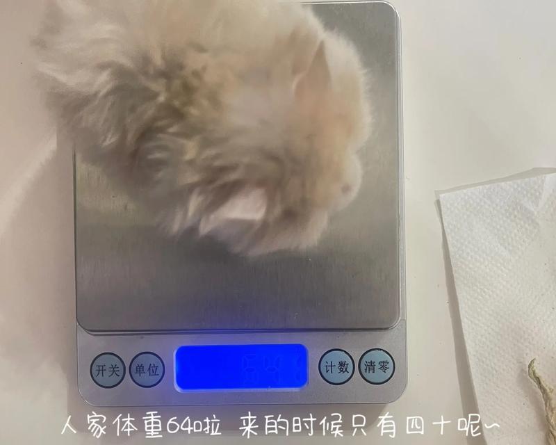 香鼠的饲养方法（如何养护健康可爱的香鼠）