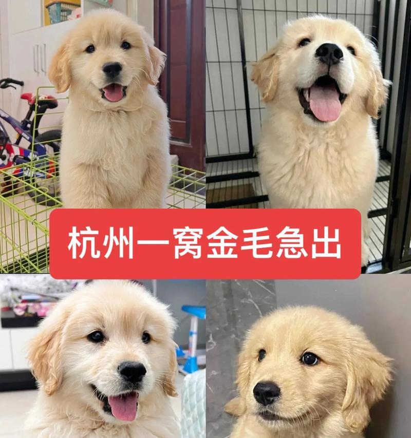 金毛饲养指南（让您的金毛健康成长）