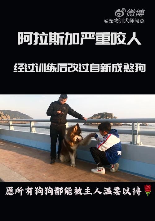 训练阿拉斯加犬的关键技巧（如何让你的阿拉斯加犬听话服从？）