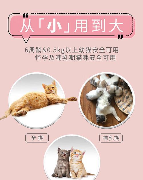 保护猫咪健康，全面驱除体外寄生虫！（掌握正确的体外驱虫方法，让猫咪远离危害！）