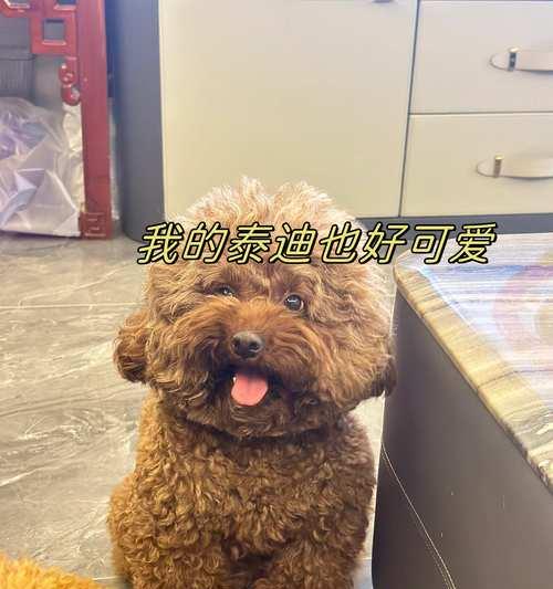 泰迪犬的黄金时期训练与饮食注意事项（培养健康习惯，打造优秀泰迪犬伙伴）
