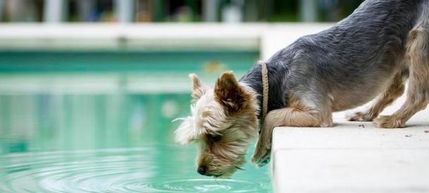 水对幼犬的重要性与脱水的危害（幼犬水分摄取的重要性及脱水对健康的危害）