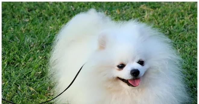 博美犬（可爱与机灵的小伙伴）