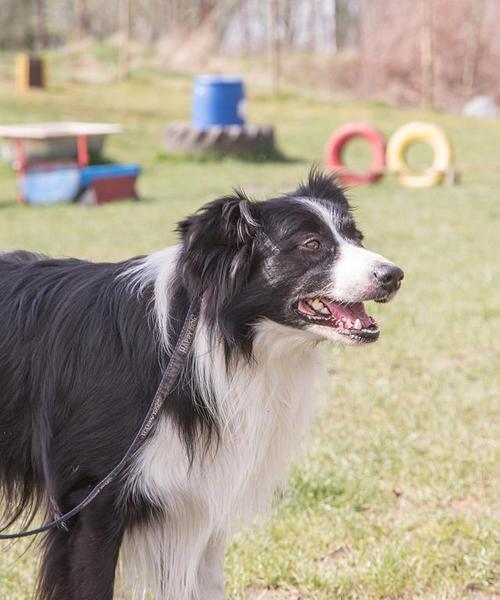 边境牧羊犬价格大盘点（揭秘世界智商第一的边境牧羊犬的价格来源与趋势）