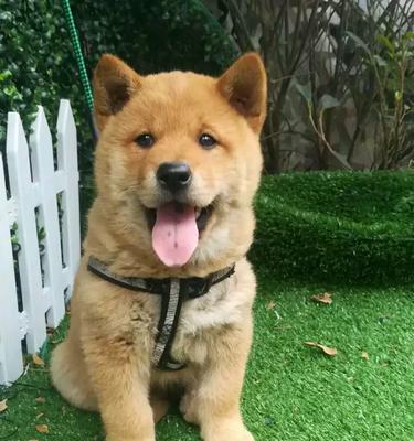 中国大黄狗差点濒危，揭秘大黄狗与柴犬的区别（保护中国大黄狗，拯救濒危物种的关键）