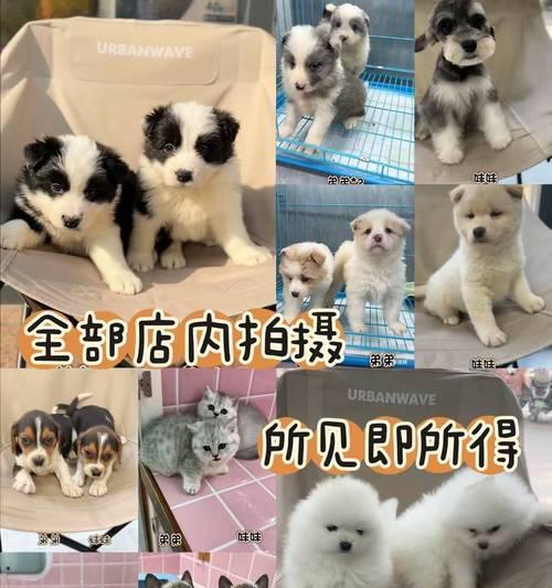 经济实惠的狗狗饲养之选（以预算友好的方式享受养狗乐趣）