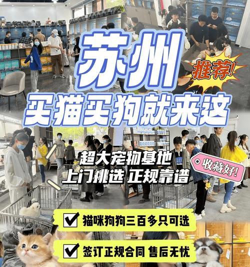 萨摩耶饲养指南（价格分析、饲养要点和注意事项一网打尽）