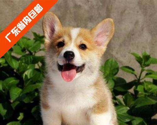 柯基犬的价格和挑选血统纯正的方法（了解柯基犬价格和选购纯种柯基犬的攻略）
