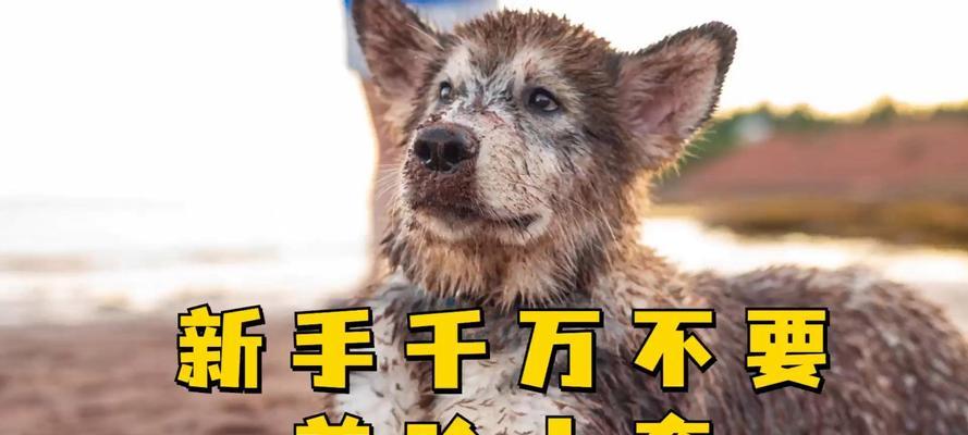 解析哈士奇价格之高，原因何在？（揭秘哈士奇价格的猜想与真相）