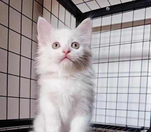 狮子猫的高弃养率（探究狮子猫少人养的原因，寻找解决问题的方法）