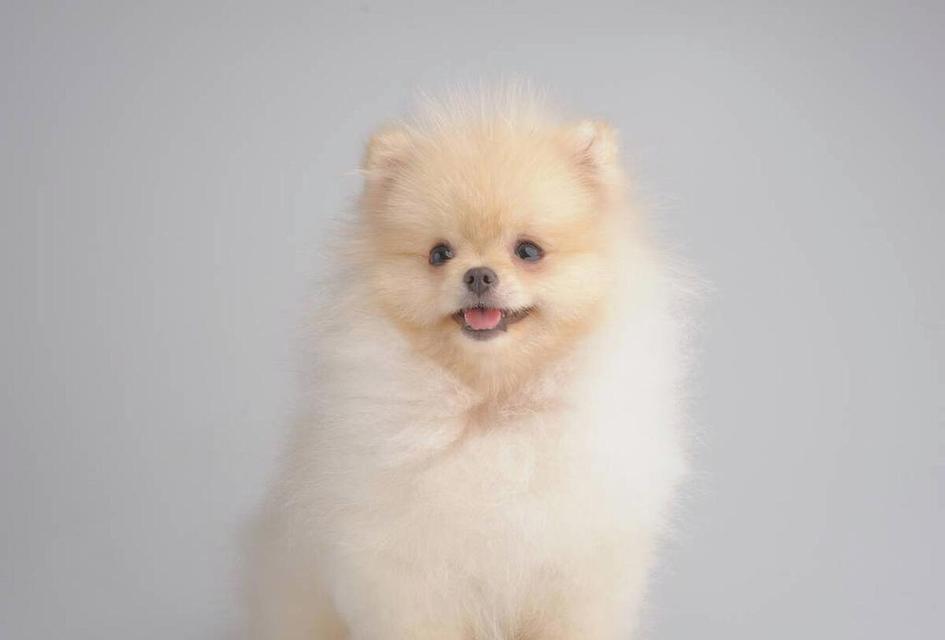 选择适合的小型犬伴侣（经济实惠的小型犬种推荐）