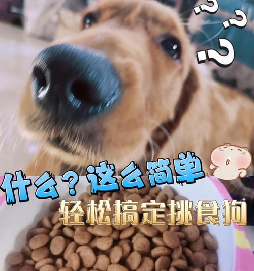 如何科学喂养狗的狗粮数量？（探究狗粮喂养的合适数量，打造健康犬儿）