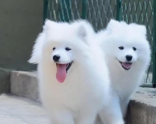 萨摩耶犬的价格和养育成本详解（了解萨摩耶的购买费用和日常开销）