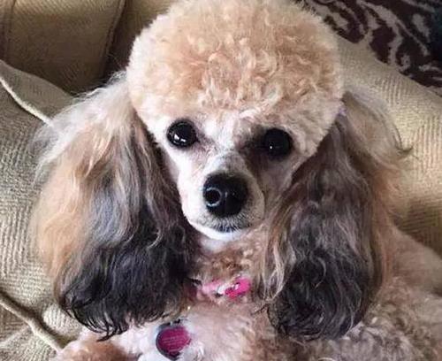 贵宾犬之色彩缤纷（探索贵宾犬的多种颜色与魅力）