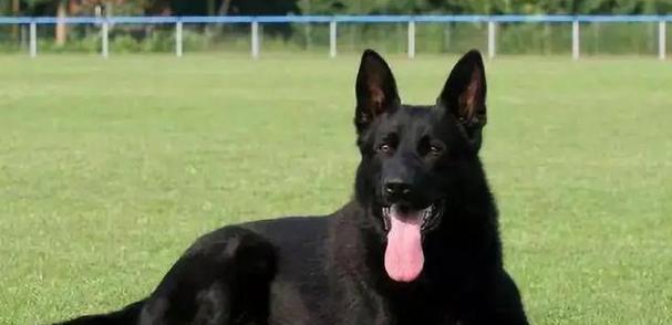 德国牧羊犬的价格及影响因素（了解德国牧羊犬价格的关键因素及市场趋势）