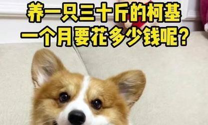 柯基犬价格及其减少背后的原因（稀有性增加导致市场需求下降，柯基犬成为少数人的心头好）